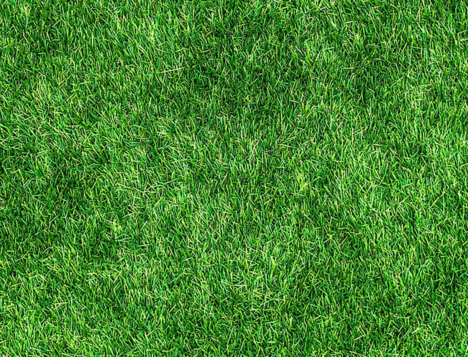 Dense East Central Indiana lawn coming out of a properly timed treatment year
